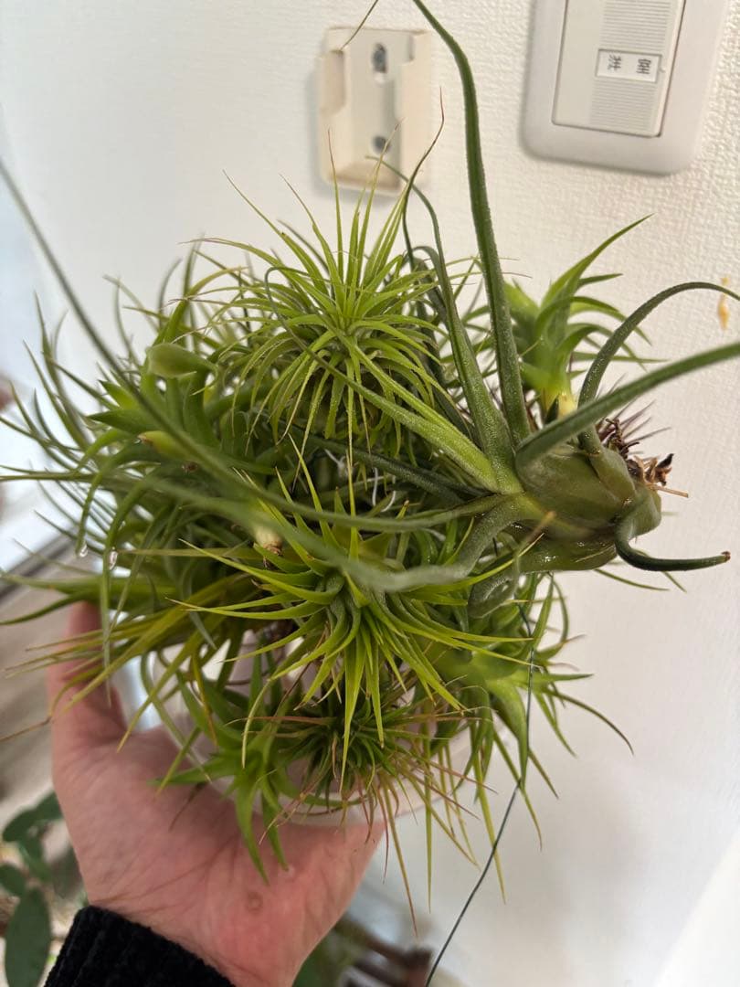 エアープランツ 3株セット