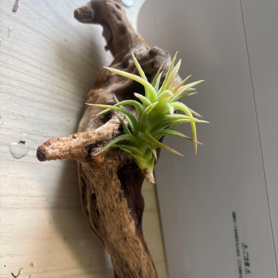 エアープランツ 3株セット