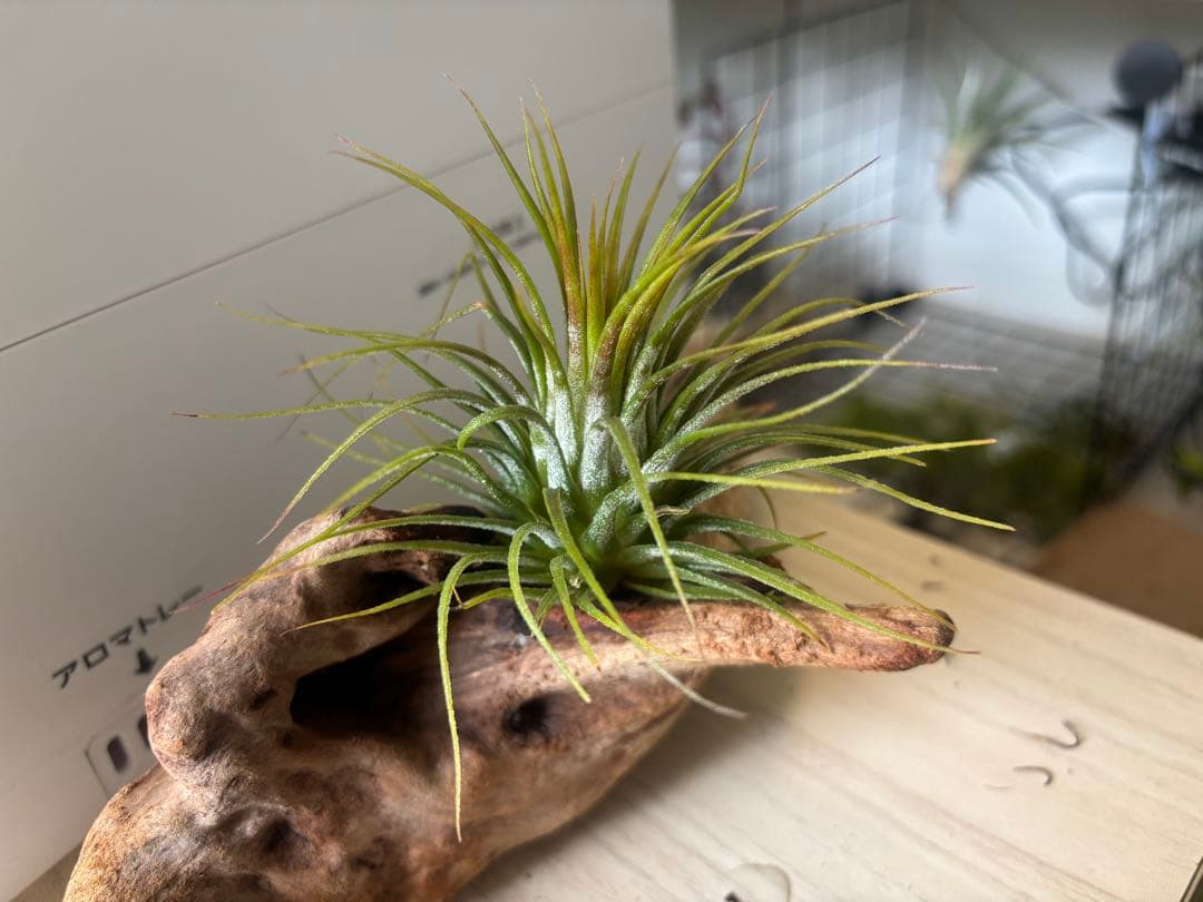 エアープランツ 3株セット