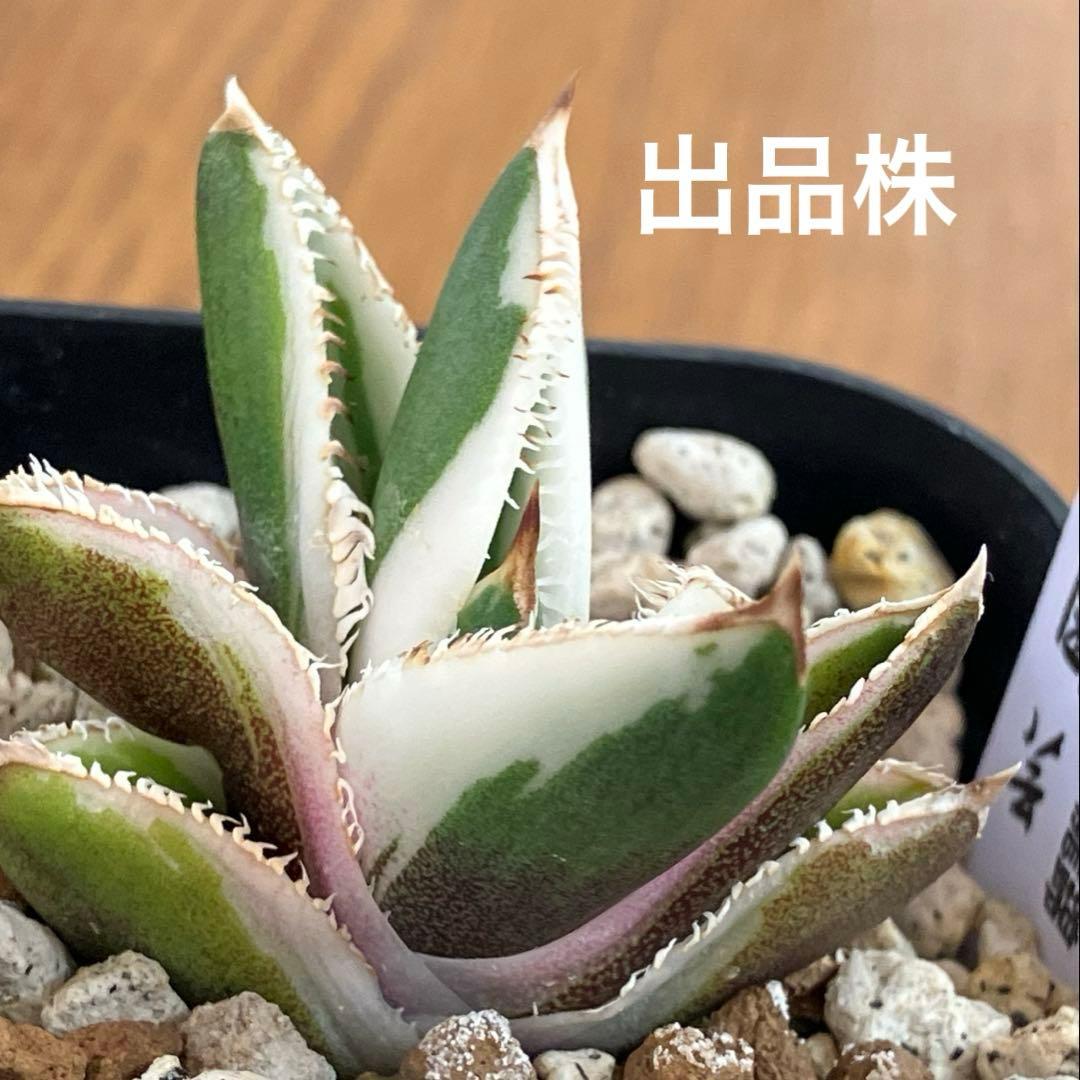 速達【鉢ごと発送】活着　特大　選抜　アガべ　チタノタ　豆豆龍錦　TC 白覆輪