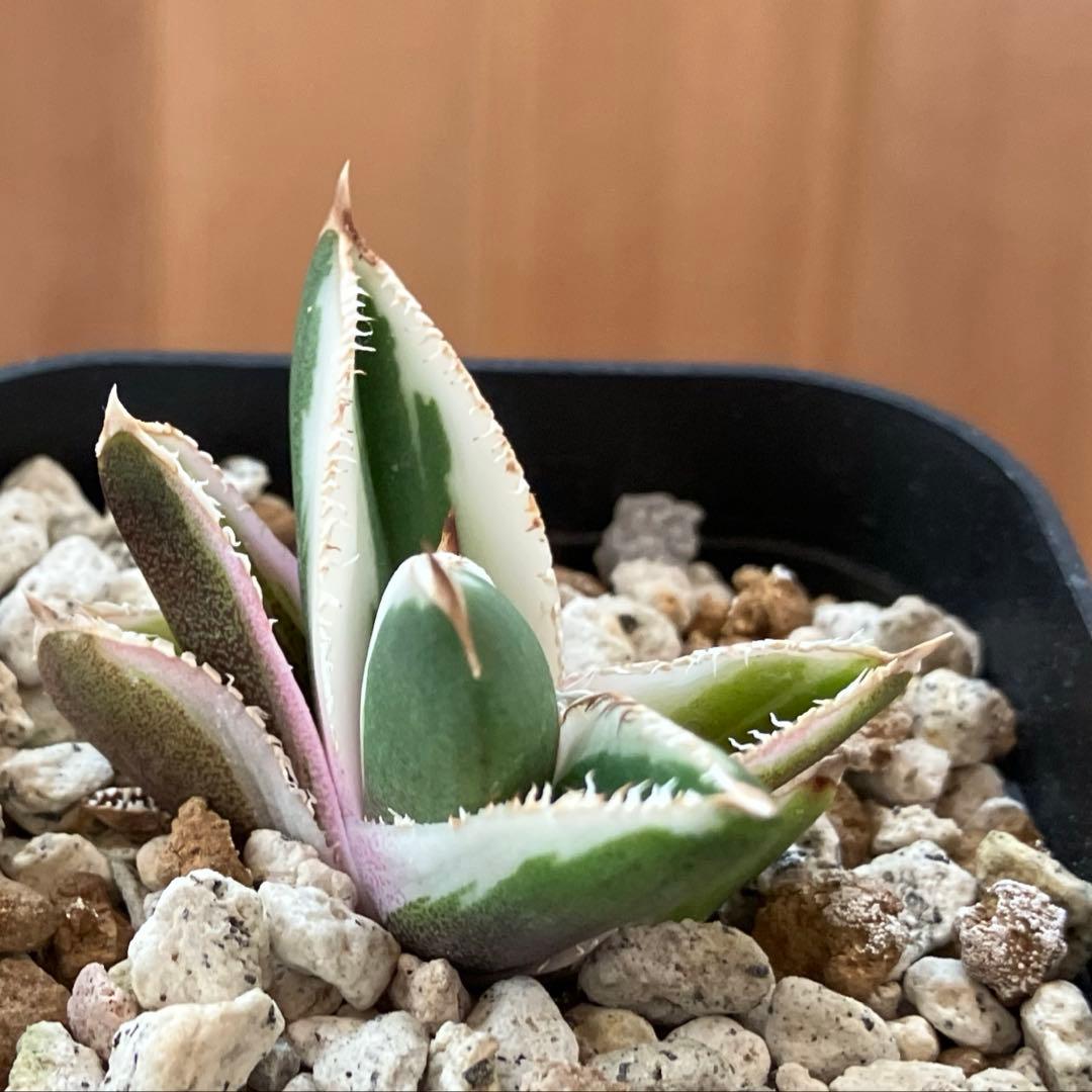 速達【鉢ごと発送】活着　特大　選抜　アガべ　チタノタ　豆豆龍錦　TC 白覆輪