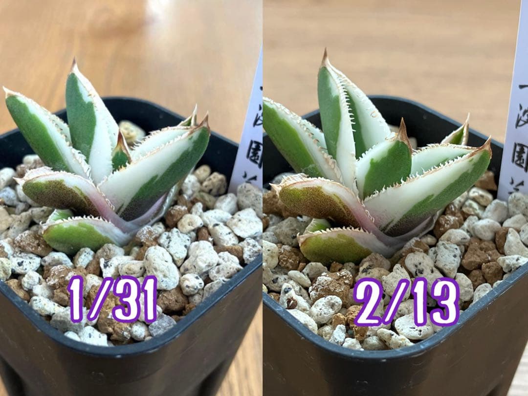 速達【鉢ごと発送】活着　特大　選抜　アガべ　チタノタ　豆豆龍錦　TC 白覆輪