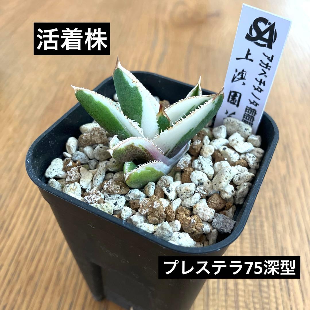 速達【鉢ごと発送】活着　特大　選抜　アガべ　チタノタ　豆豆龍錦　TC 白覆輪