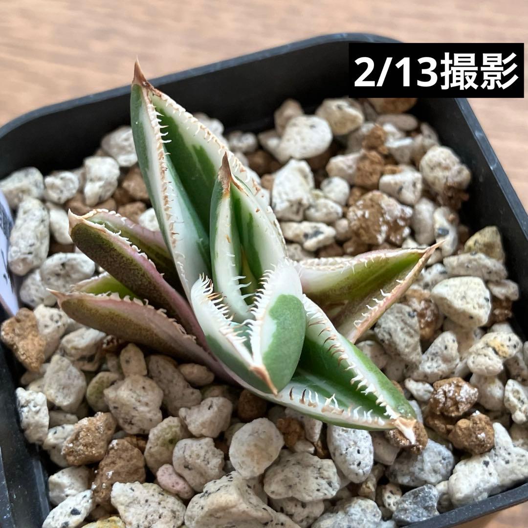 速達【鉢ごと発送】活着　特大　選抜　アガべ　チタノタ　豆豆龍錦　TC 白覆輪