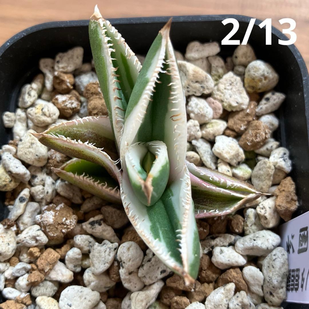 速達【鉢ごと発送】活着　特大　選抜　アガべ　チタノタ　豆豆龍錦　TC 白覆輪