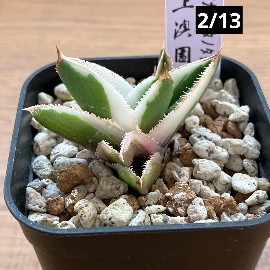 速達【鉢ごと発送】活着　特大　選抜　アガべ　チタノタ　豆豆龍錦　TC 白覆輪