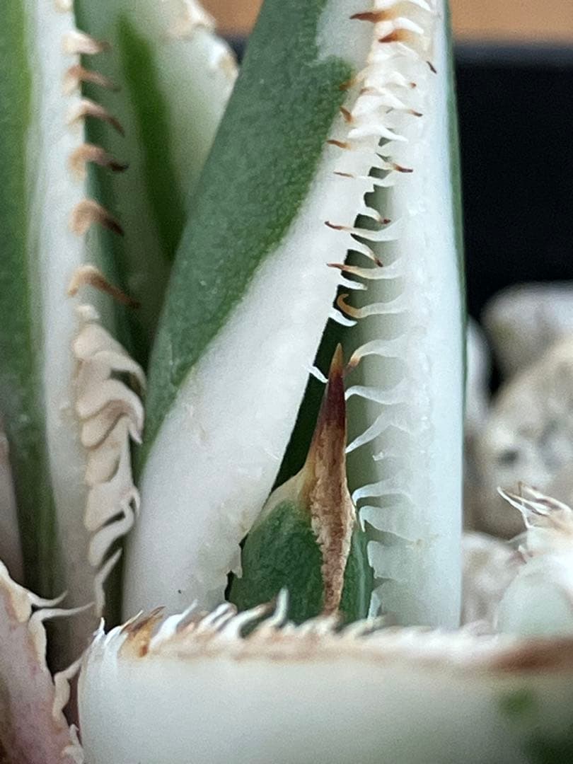 速達【鉢ごと発送】活着　特大　選抜　アガべ　チタノタ　豆豆龍錦　TC 白覆輪