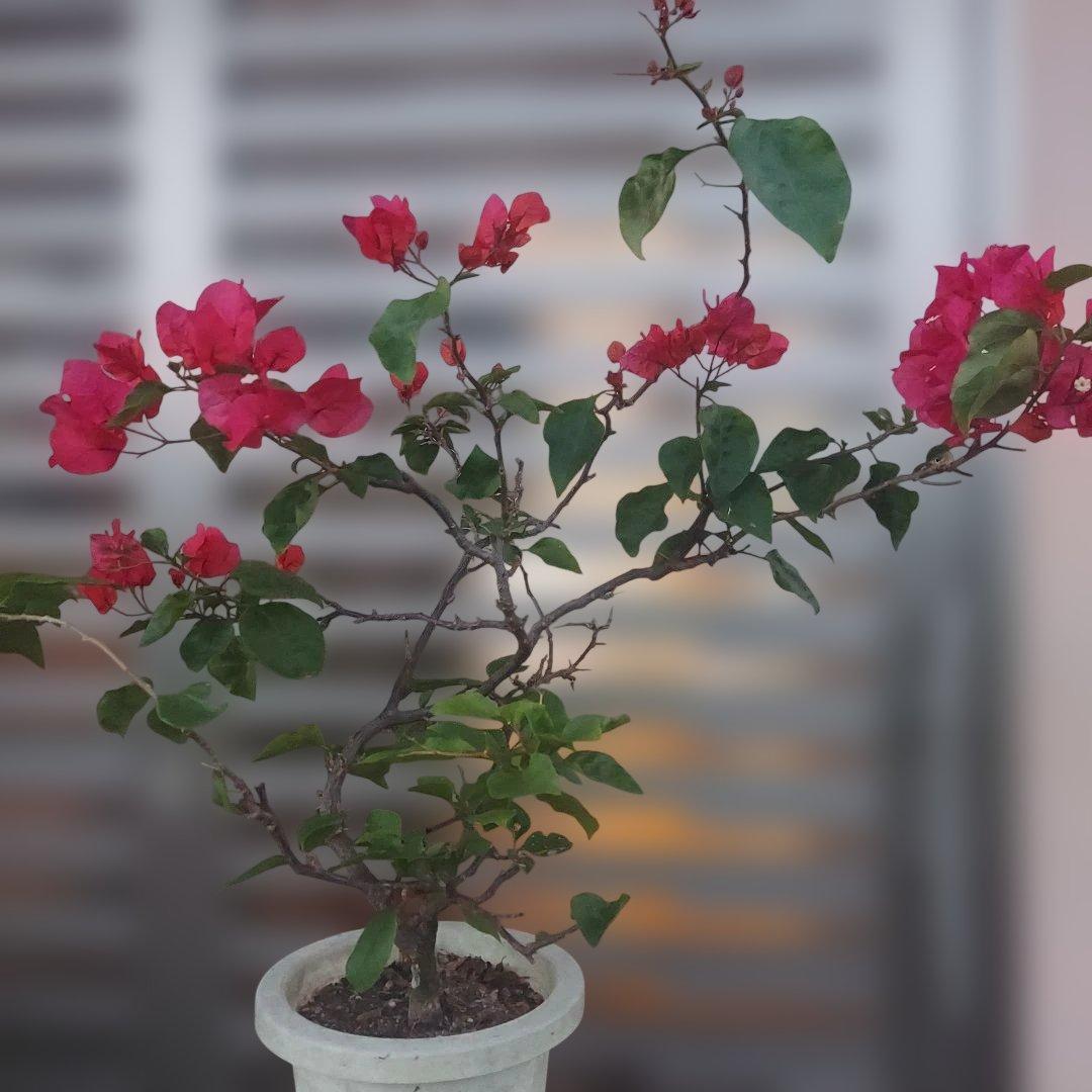 ブーゲンビリアNo45 らくらくメルカリ便発送‼️