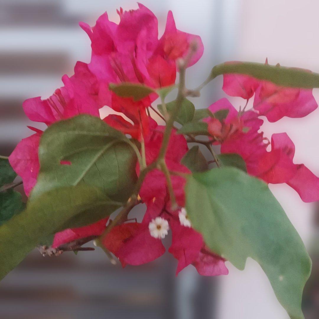 ブーゲンビリアNo45 らくらくメルカリ便発送‼️