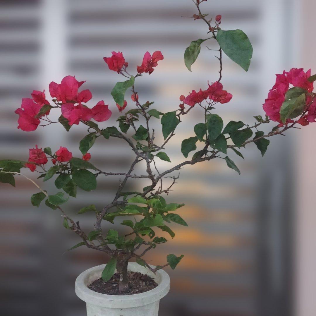 ブーゲンビリアNo45 らくらくメルカリ便発送‼️