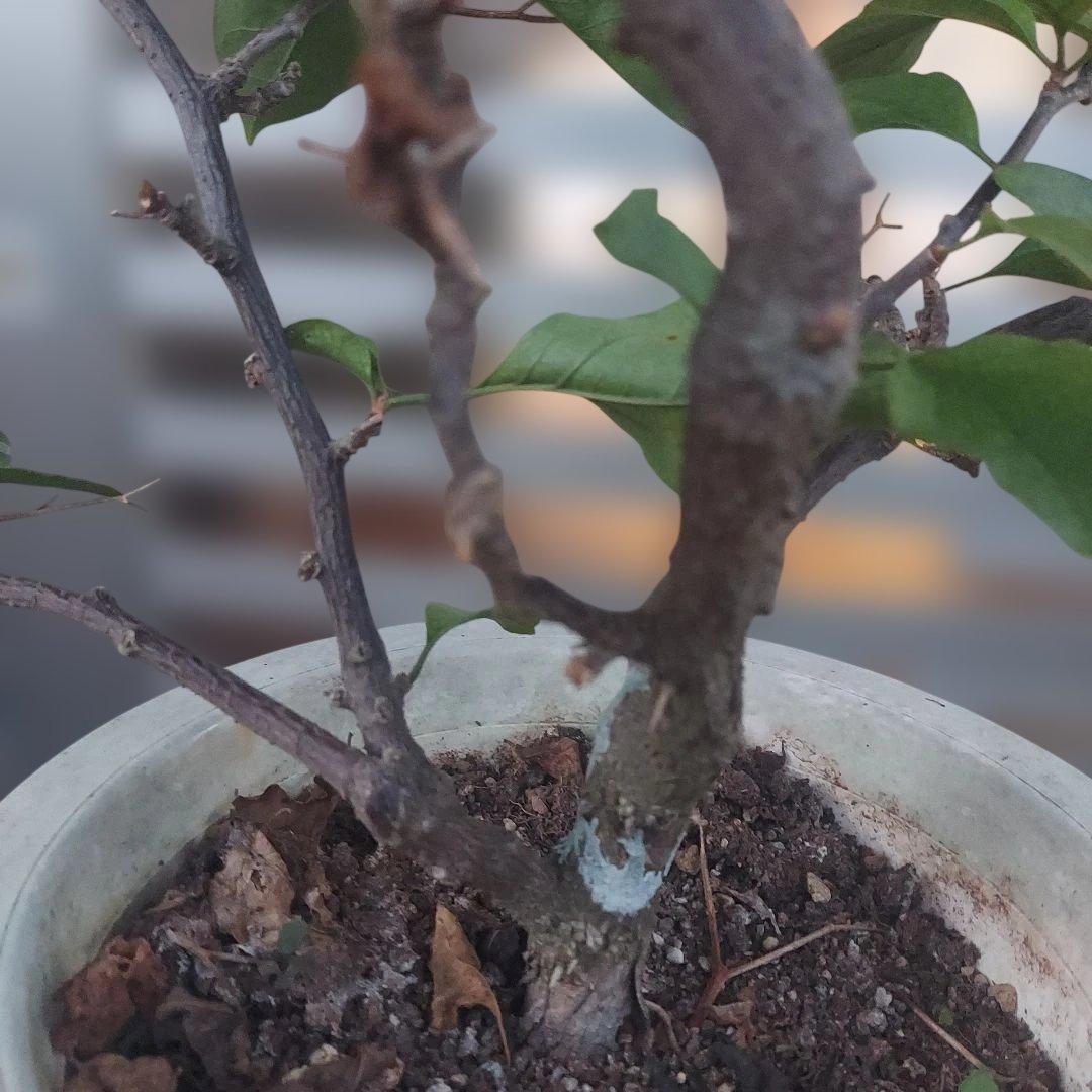 ブーゲンビリアNo45 らくらくメルカリ便発送‼️