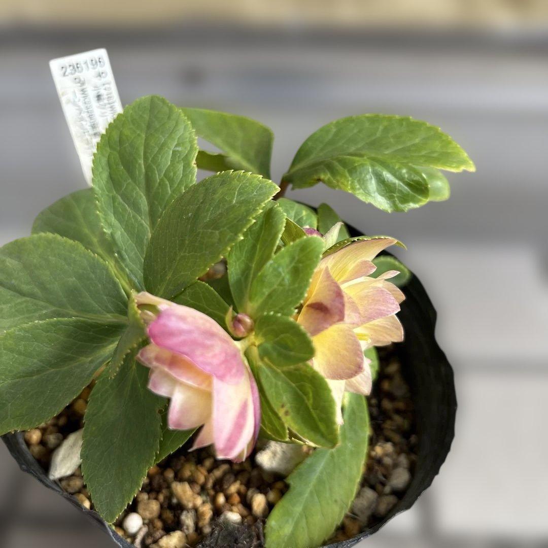 マリアルーベンス交配 加藤農園 クリスマスローズ 開花株 匿名発送