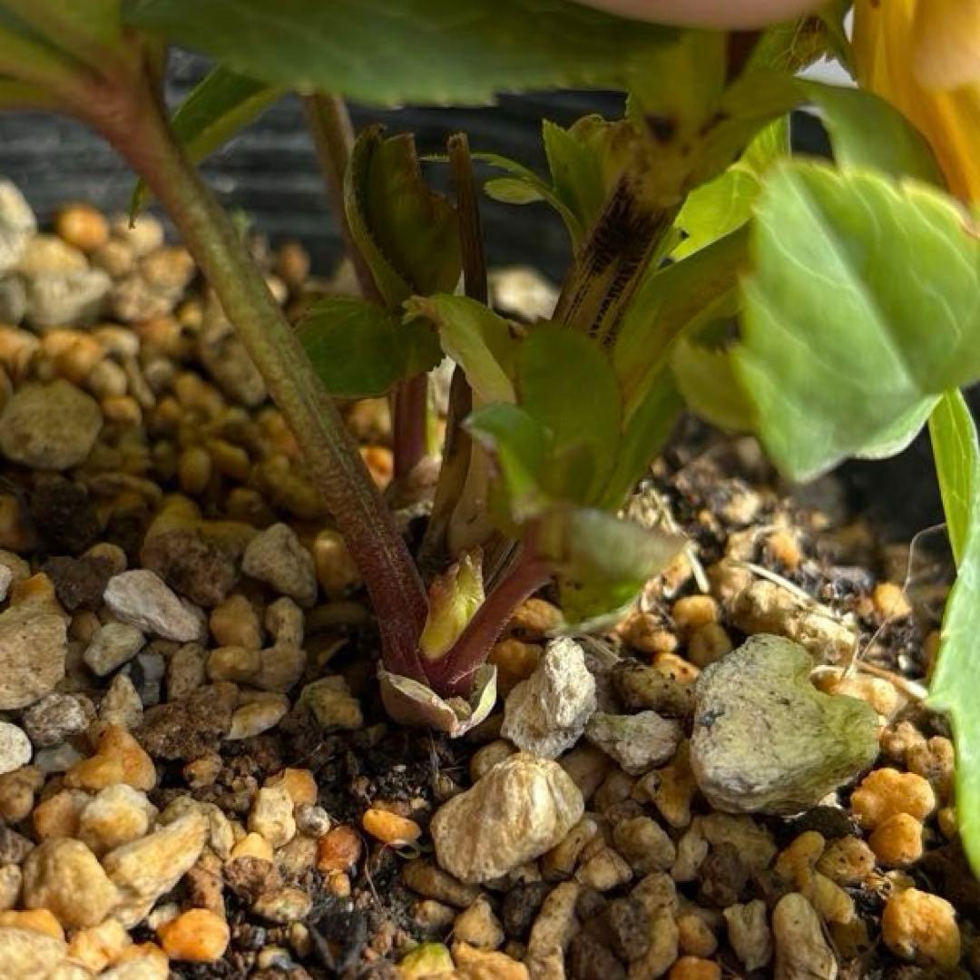 マリアルーベンス交配 加藤農園 クリスマスローズ 開花株 匿名発送