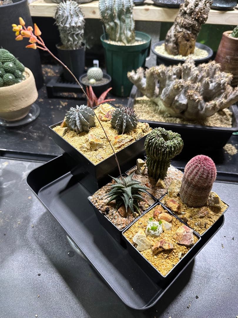 ユッカ ロストラータ（樹高:約69cm）oct53