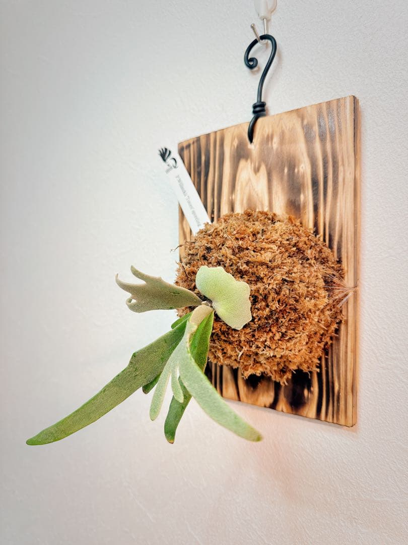 大サイズ ビカクシダP.willinckii Totoro spore YMDS - メルカリ