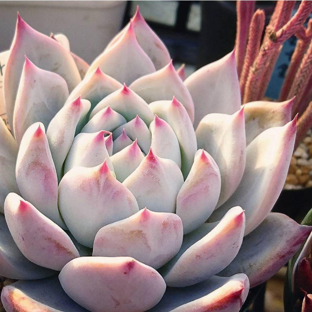 ま**様 【バニラココ】エケベリア 自家繁殖 実生 ホーリンゼ逆交配 ☆希少