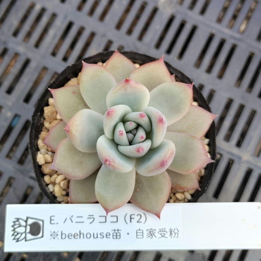 ま**様 【バニラココ】エケベリア 自家繁殖 実生 ホーリンゼ逆交配 ☆希少