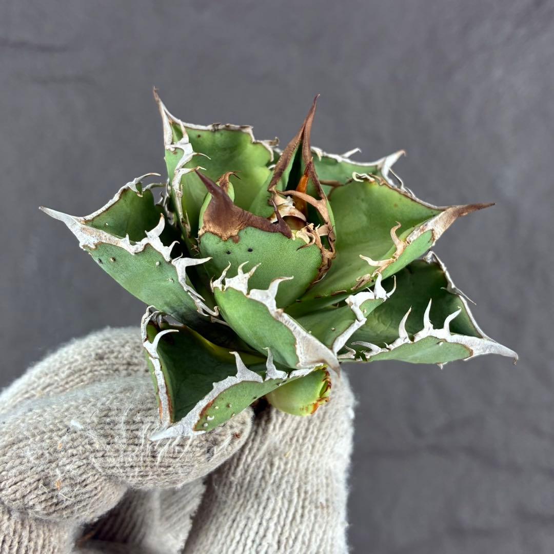 アガベ チタノタ“OC星空”】ブツブツスタッズ/最高コントラスト/H18