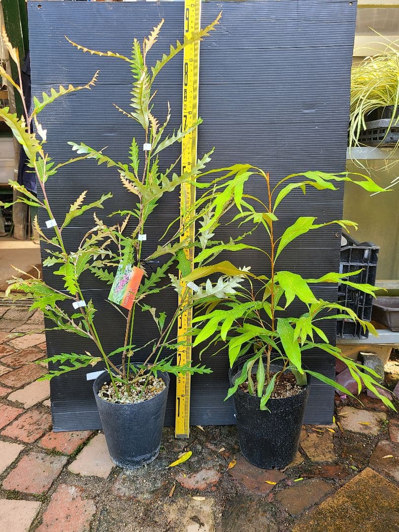 グレビレア ゴールドとシルバーの 2鉢セット 引取限定 超特大 2m超