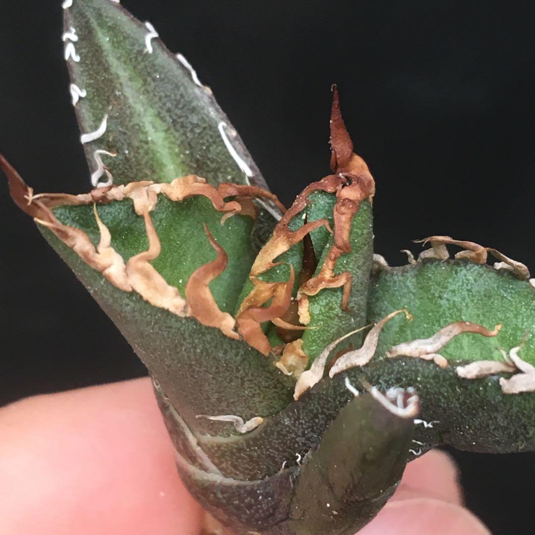 高騰品種】21 シーザー×レッドキャットウィーズル hyb極上強棘陽炎