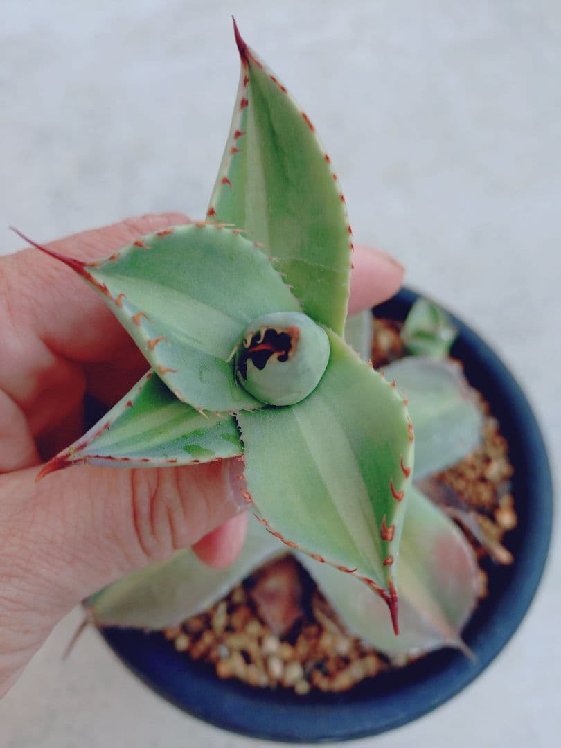 アガベ　パリー　ジャックポット　トランカータ　子株