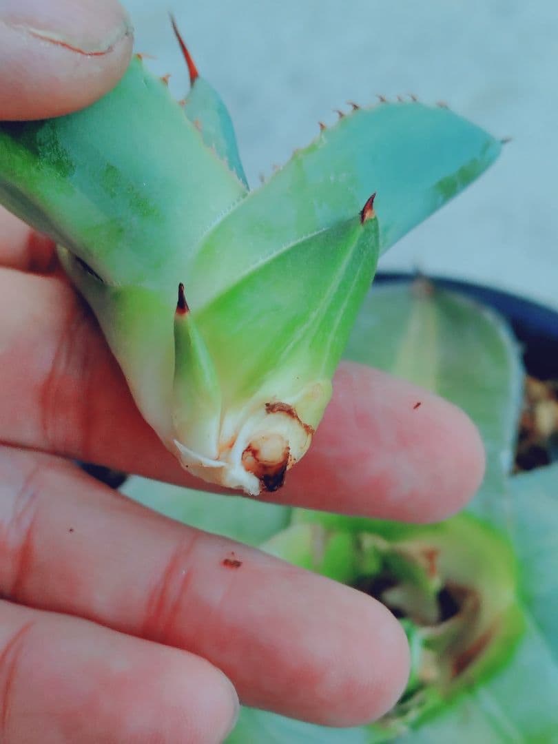 アガベ　パリー　ジャックポット　トランカータ　子株