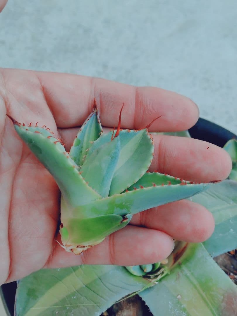 アガベ　パリー　ジャックポット　トランカータ　子株