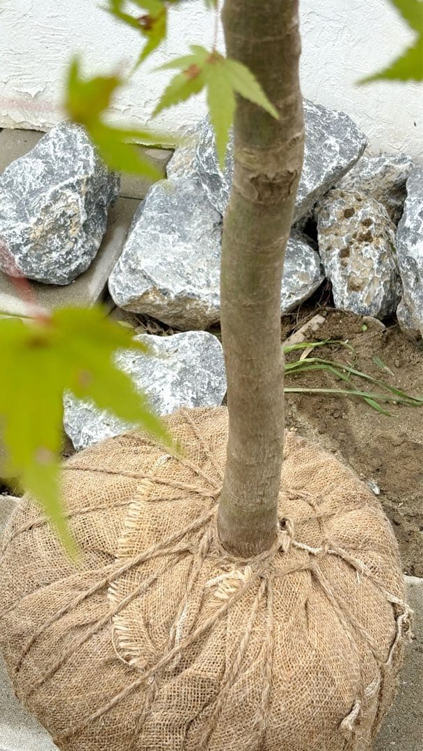 逸品。特大山採りイロハモミジ3.0M(鉢底から)◎シンボルツリー