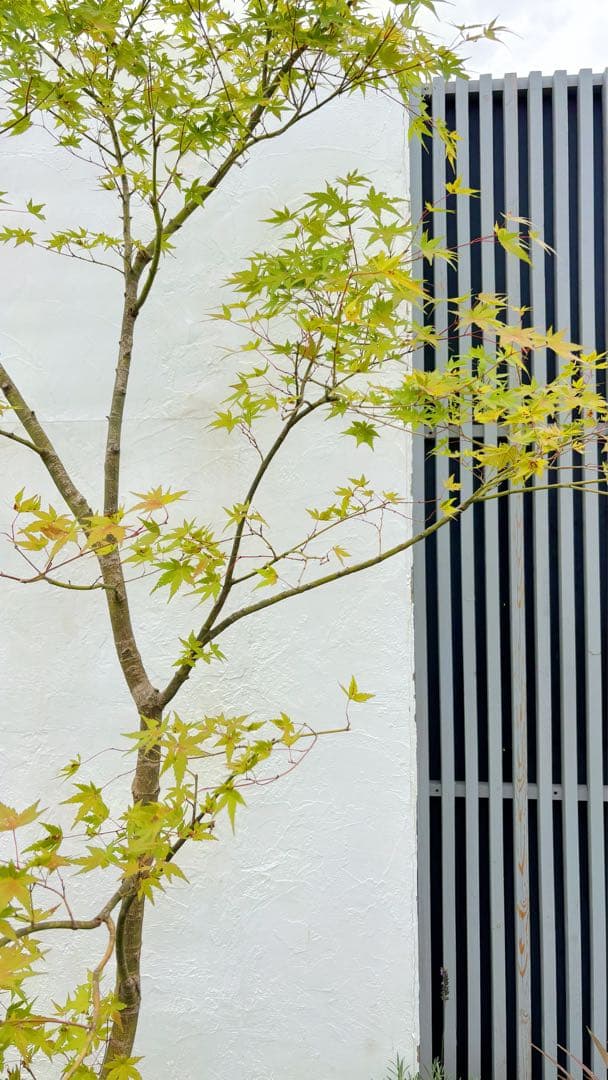 逸品。特大山採りイロハモミジ3.0M(鉢底から)◎シンボルツリー