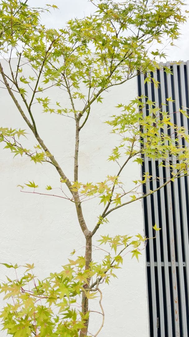 逸品。特大山採りイロハモミジ3.0M(鉢底から)◎シンボルツリー