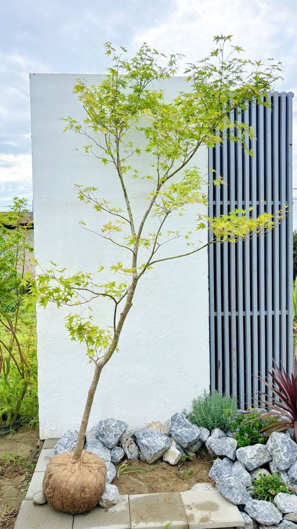 逸品。特大山採りイロハモミジ3.0M(鉢底から)◎シンボルツリー