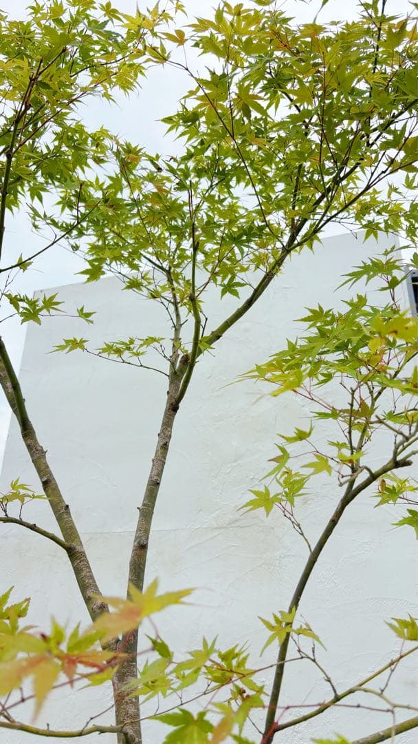 逸品。特大山採りイロハモミジ3.0M(鉢底から)◎シンボルツリー