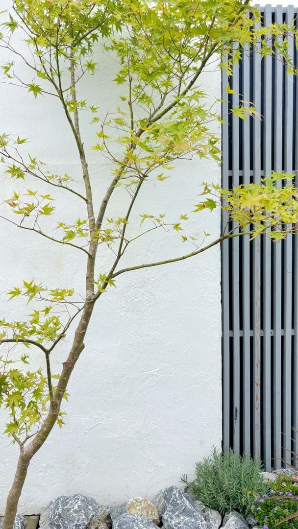 逸品。特大山採りイロハモミジ3.0M(鉢底から)◎シンボルツリー