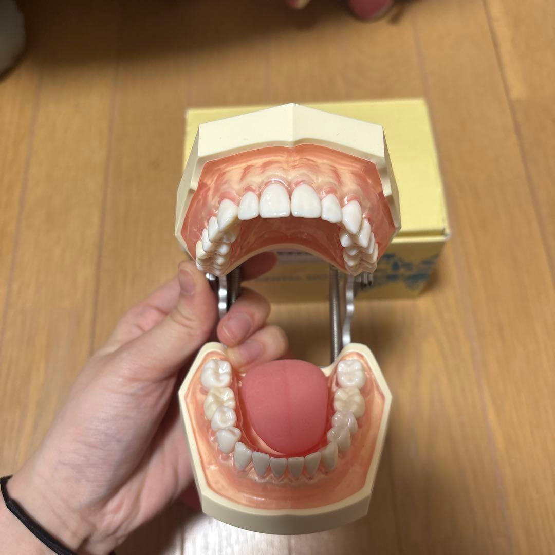 NISSIN ニッシン　顎模型　歯科衛生士　デンタルモデル　頬粘膜模型付き