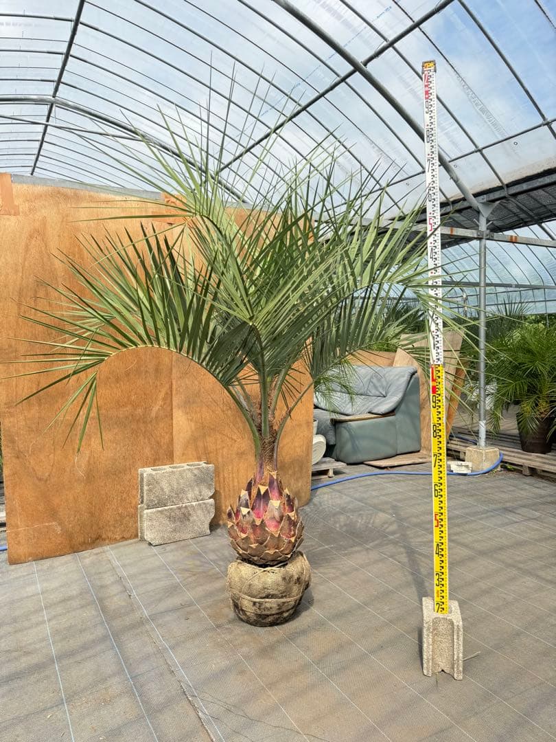 ココスヤシシルバーリーフ【極太】葉先190cm幹回り90cm 幹高40cm