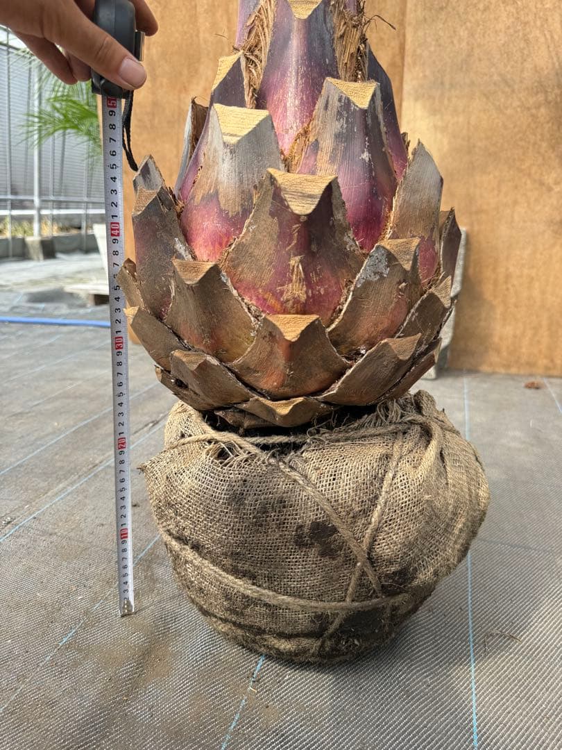 ココスヤシシルバーリーフ【極太】葉先190cm幹回り90cm 幹高40cm