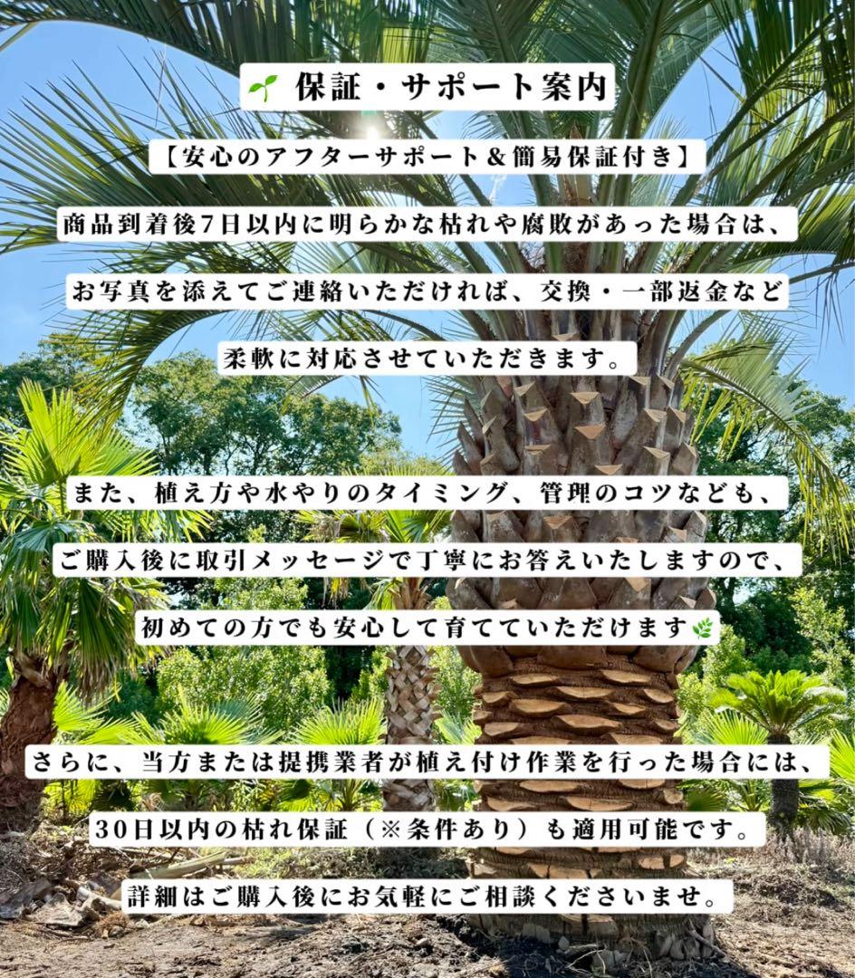 ココスヤシシルバーリーフ【極太】葉先190cm幹回り90cm 幹高40cm