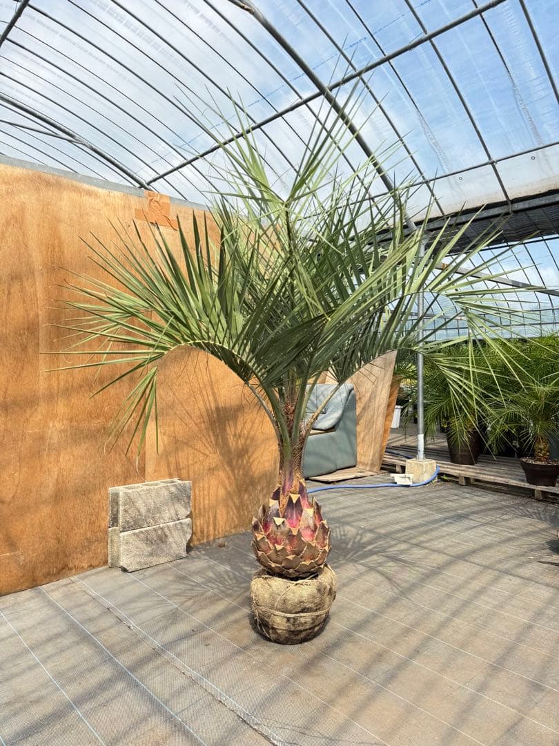 ココスヤシシルバーリーフ【極太】葉先190cm幹回り90cm 幹高40cm