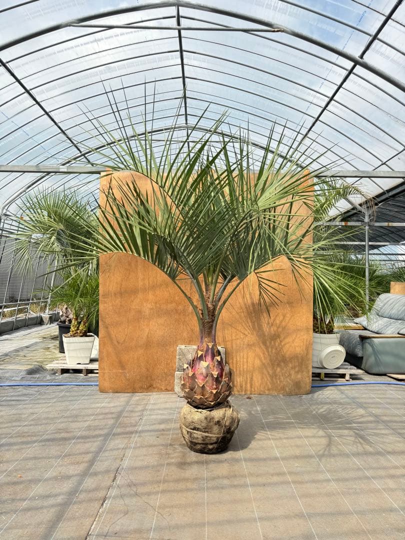 ココスヤシシルバーリーフ【極太】葉先190cm幹回り90cm 幹高40cm