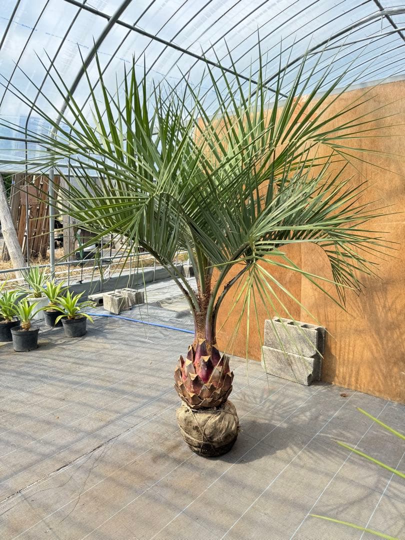 ココスヤシシルバーリーフ【極太】葉先190cm幹回り90cm 幹高40cm