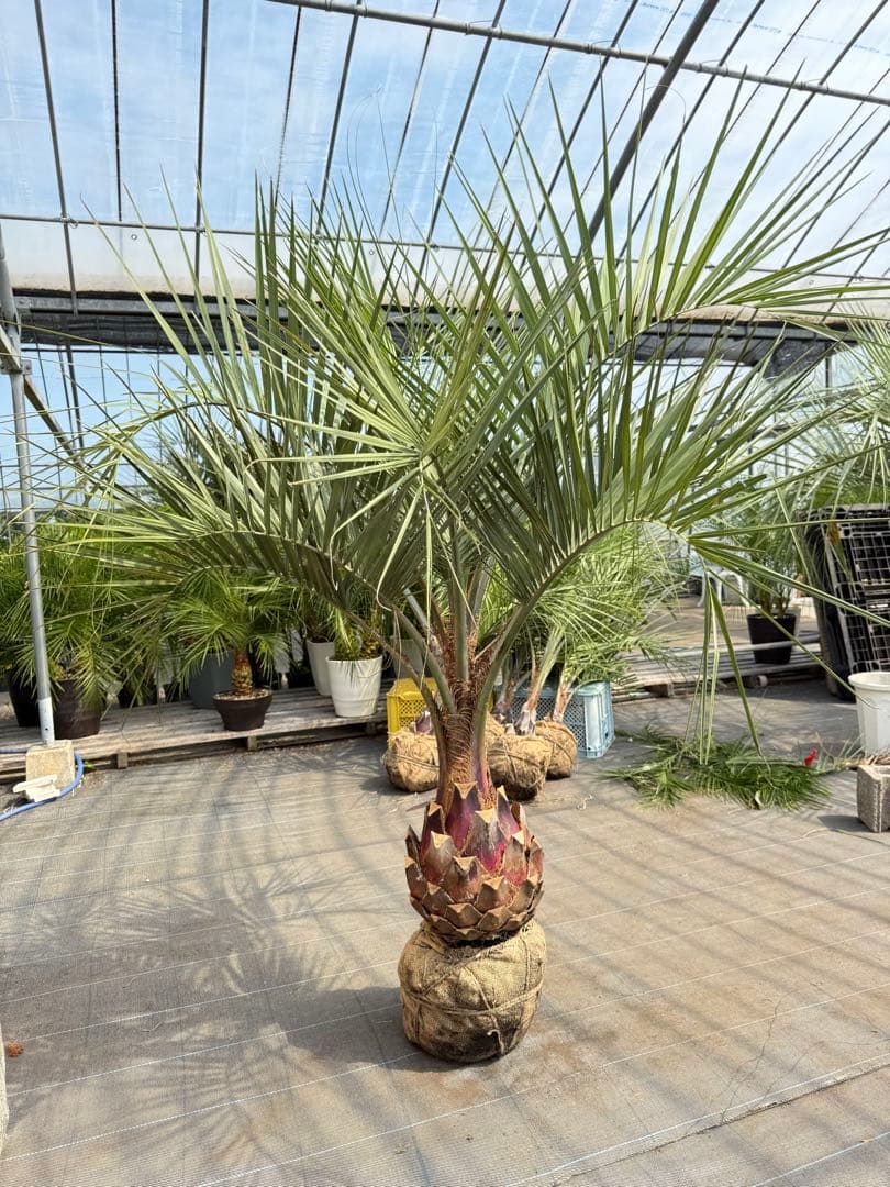 ココスヤシシルバーリーフ【極太】葉先190cm幹回り90cm 幹高40cm