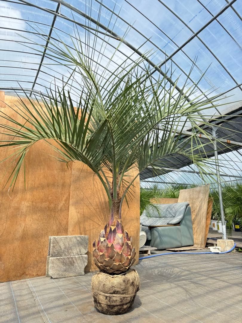 ココスヤシシルバーリーフ【極太】葉先190cm幹回り90cm 幹高40cm