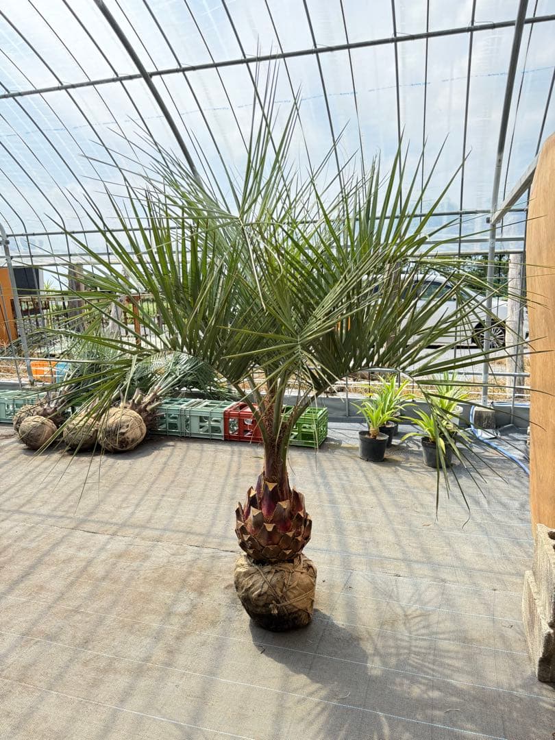 ココスヤシシルバーリーフ【極太】葉先190cm幹回り90cm 幹高40cm
