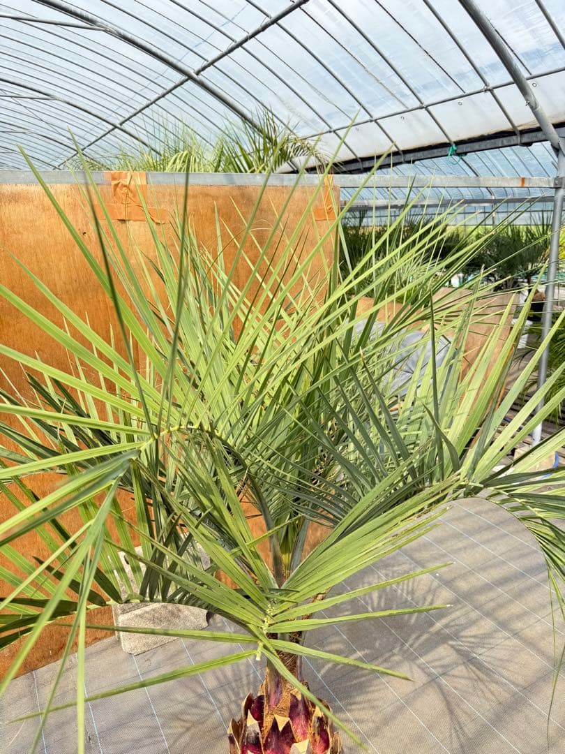 ココスヤシシルバーリーフ【極太】葉先190cm幹回り90cm 幹高40cm