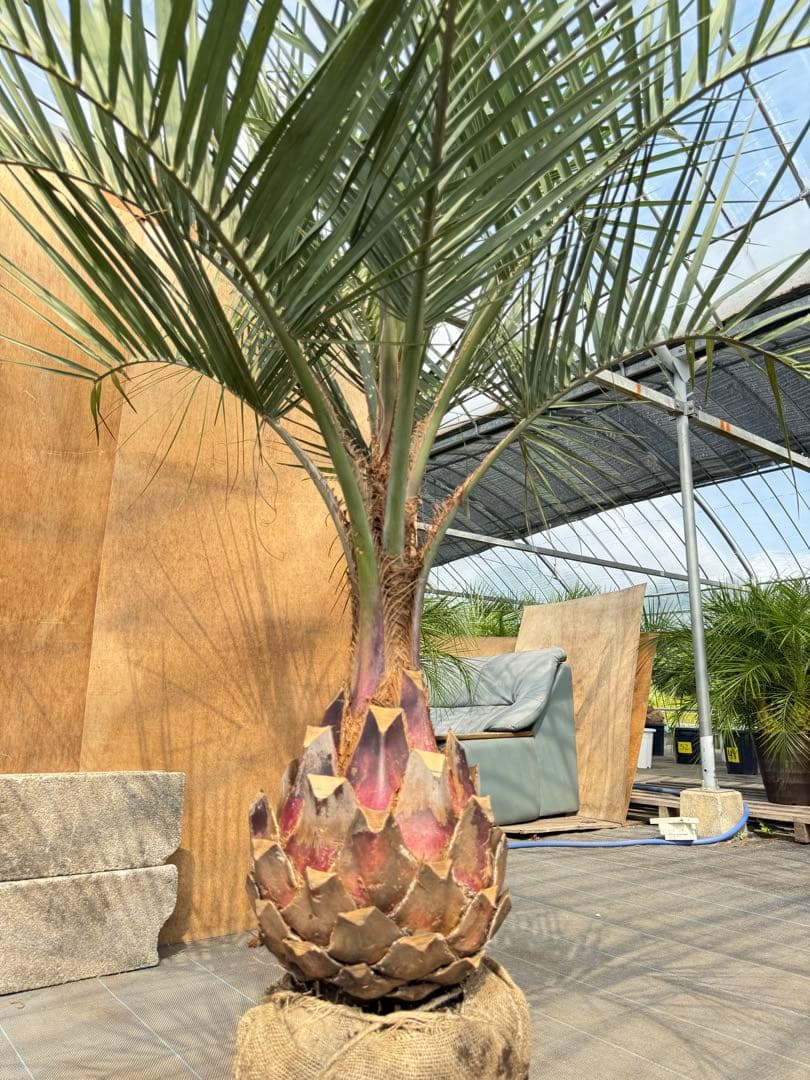 ココスヤシシルバーリーフ【極太】葉先190cm幹回り90cm 幹高40cm