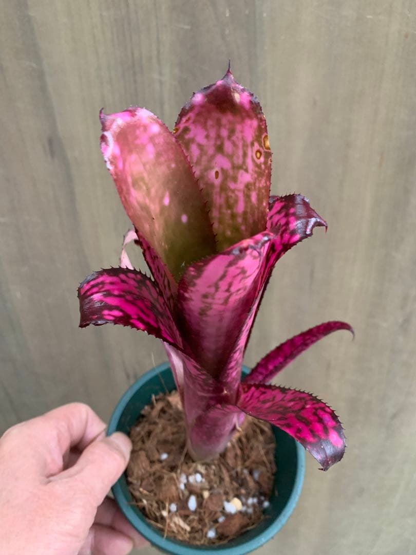 ビルベルギア・ストロベリーロゼア マジヤバイ！！！！！欲しい人だけ