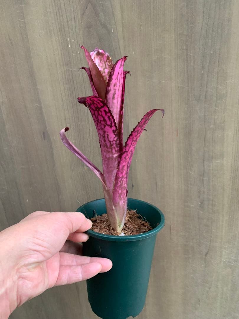 ビルベルギア・ストロベリーロゼア マジヤバイ！！！！！欲しい人だけ