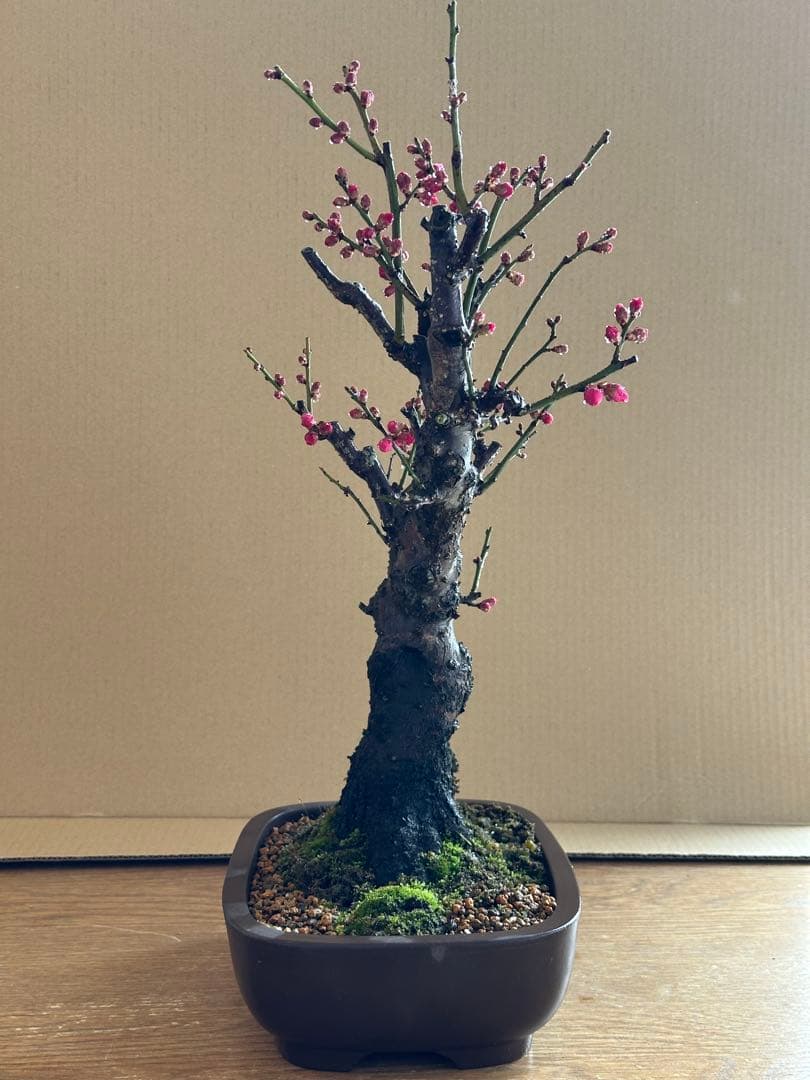 盆栽 梅 紅梅-1