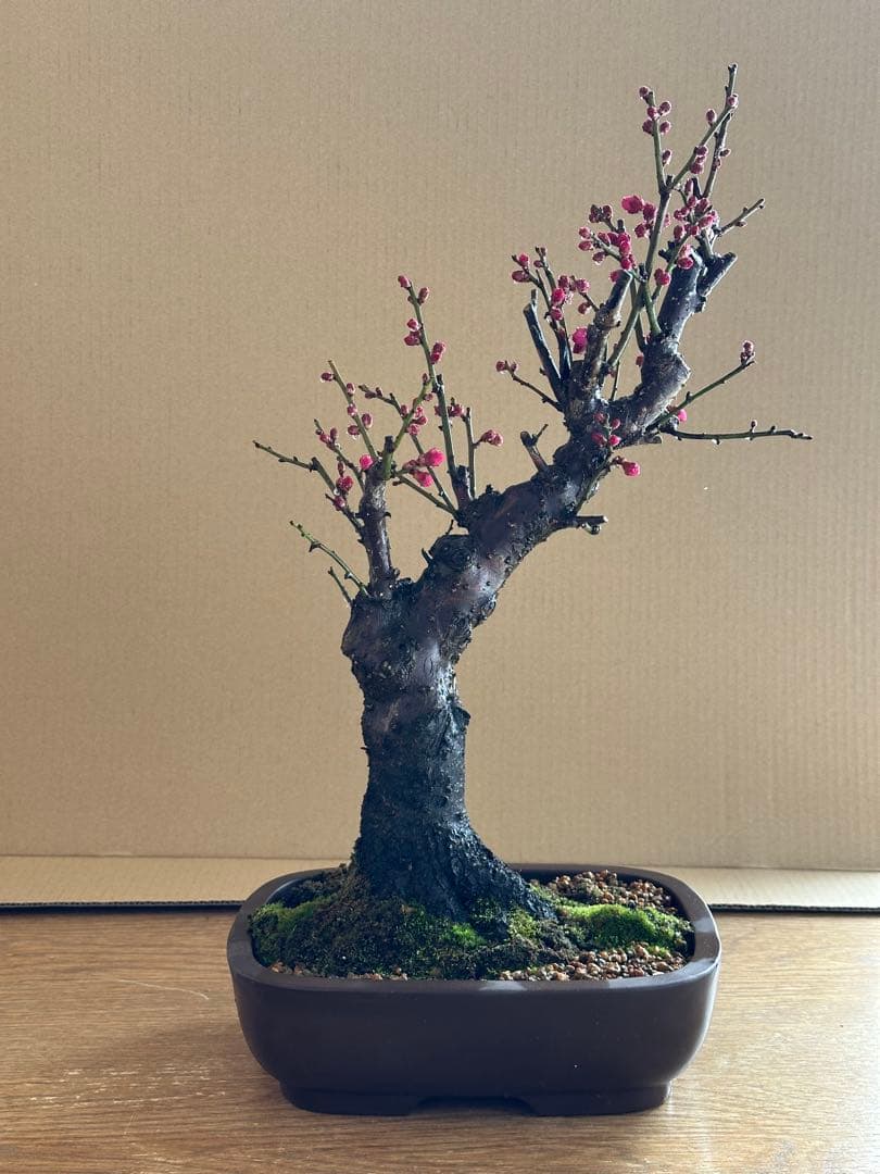 盆栽 梅 紅梅-1
