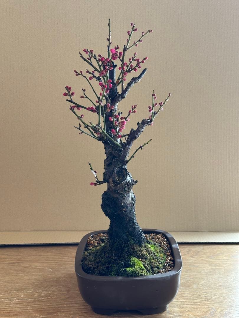 盆栽 梅 紅梅-1